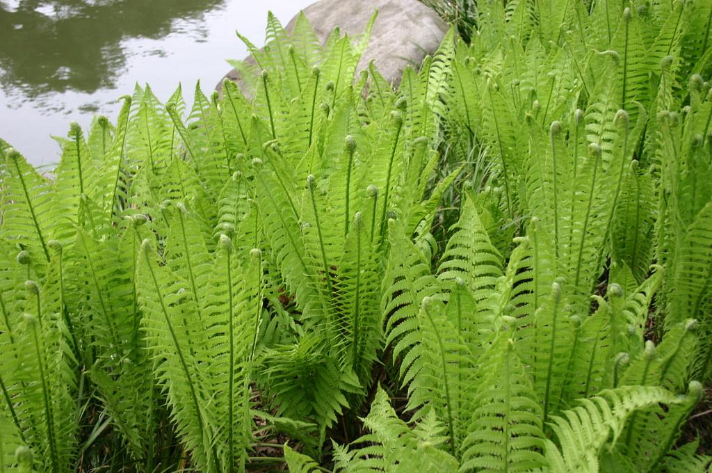 Fern Matteuccia Struthiopteris - View 18 from www redcrocus com