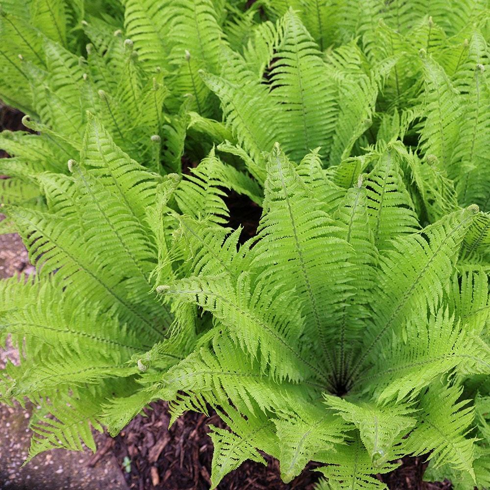 Fern Matteuccia Struthiopteris - View 1 from www redcrocus com