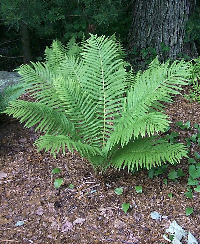 Fern Matteuccia Struthiopteris - View 2 from www redcrocus com