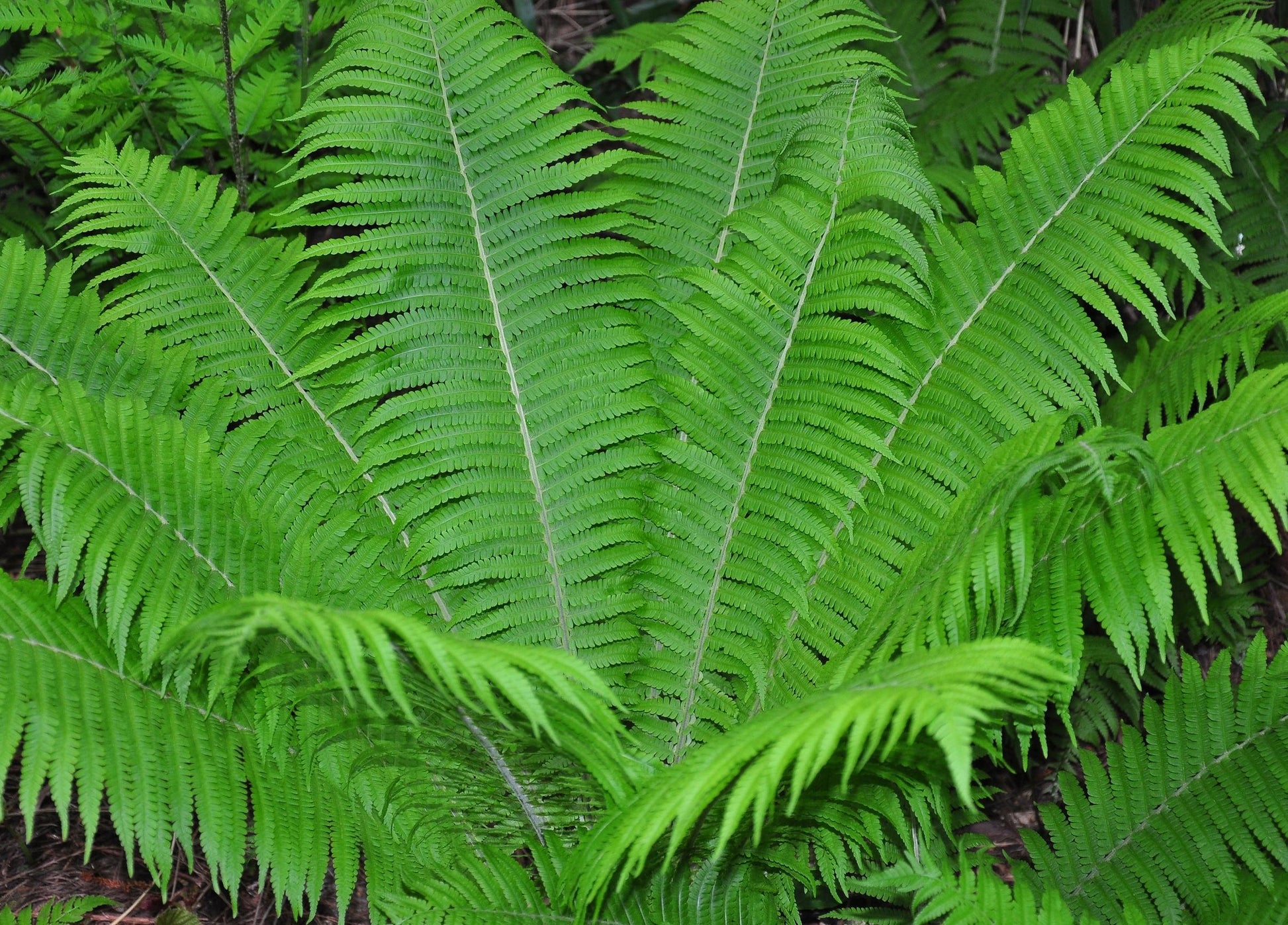 Fern Matteuccia Struthiopteris - View 3 from www redcrocus com