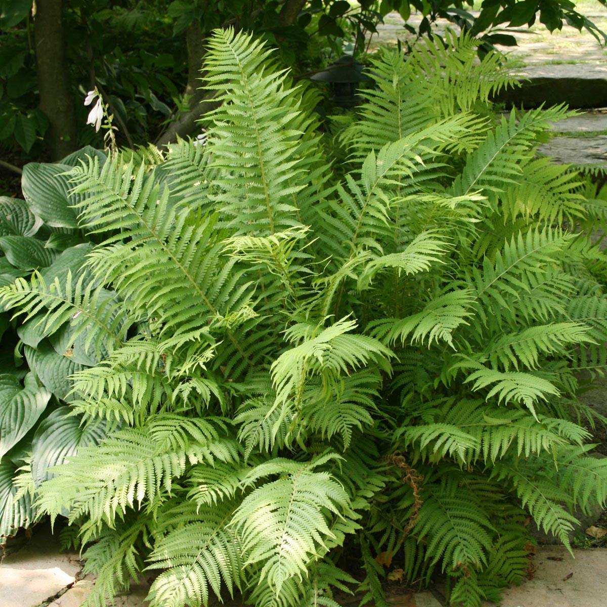 Fern Matteuccia Struthiopteris - View 5 from www redcrocus com