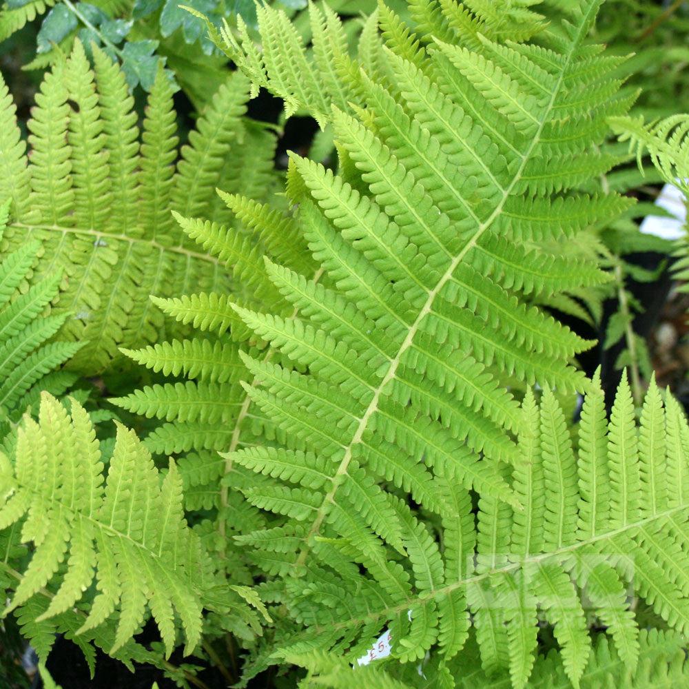 Fern Matteuccia Struthiopteris - View 7 from www redcrocus com