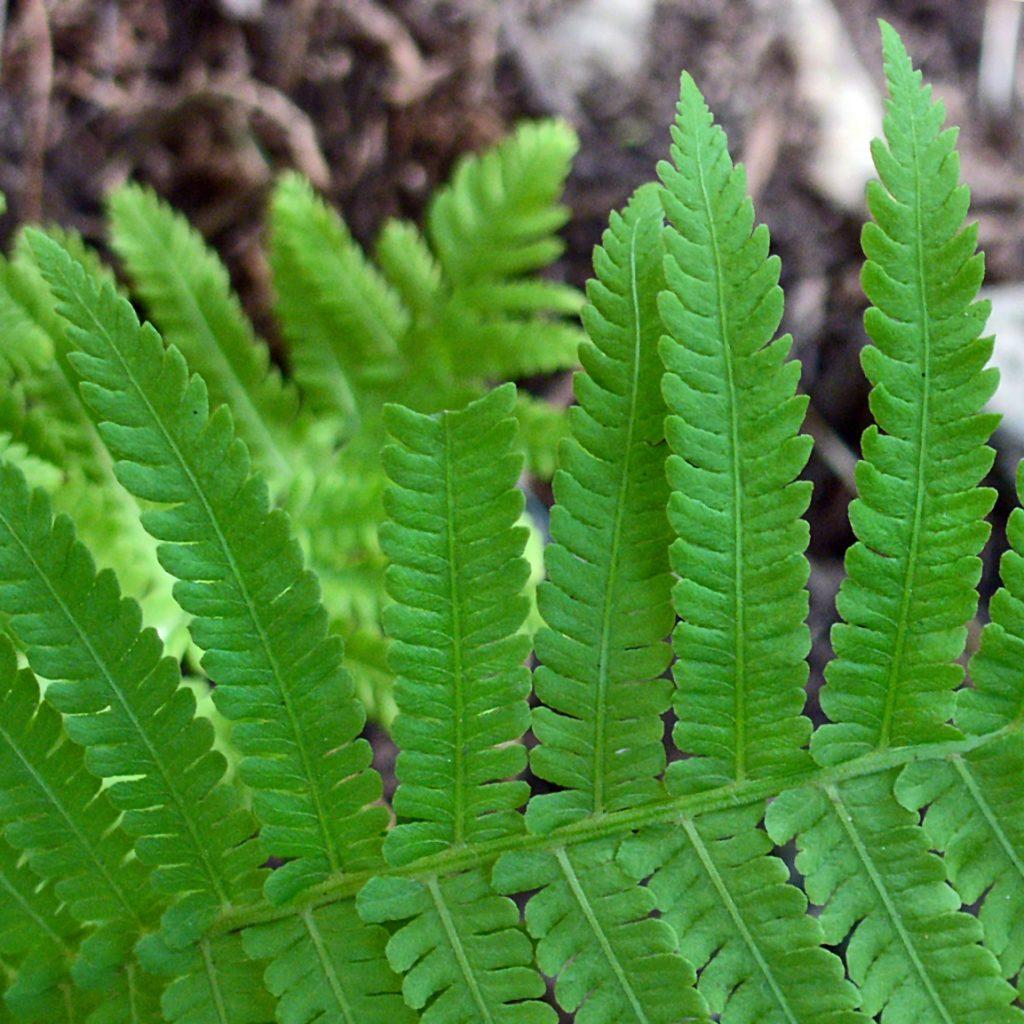 Fern Matteuccia Struthiopteris - View 8 from www redcrocus com