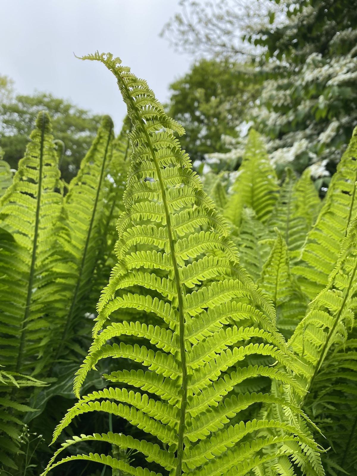 Fern Matteuccia Struthiopteris - View 9 from www redcrocus com