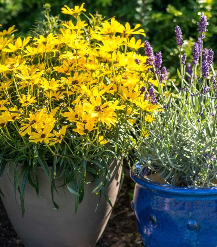 Helianthus Salicifolius Autumn Gold - View 10 from www redcrocus com
