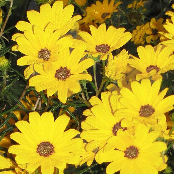 Helianthus Salicifolius Autumn Gold - View 13 from www redcrocus com