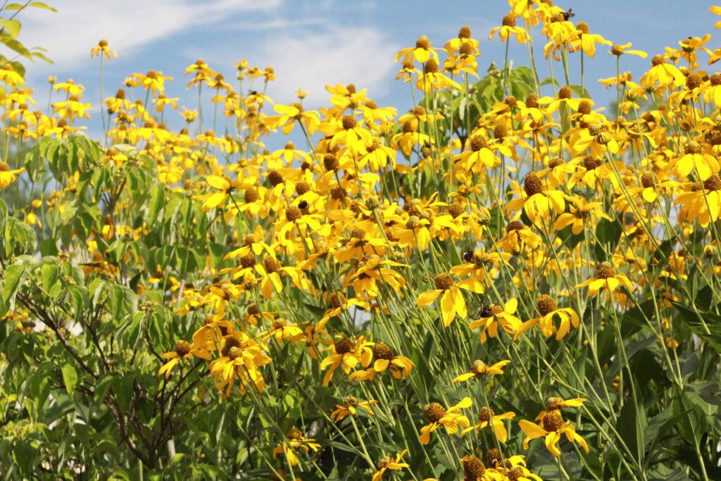 Helianthus Salicifolius Autumn Gold - View 14 from www redcrocus com