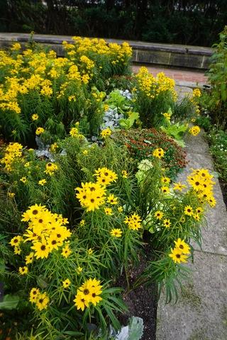 Helianthus Salicifolius Autumn Gold - View 15 from www redcrocus com