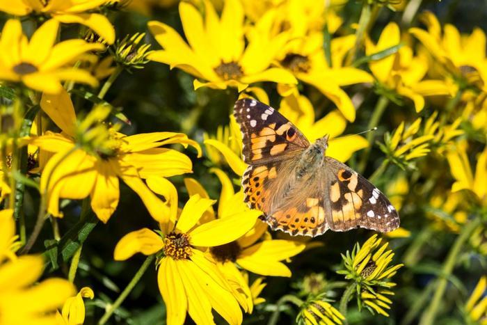 Helianthus Salicifolius Autumn Gold - View 17 from www redcrocus com