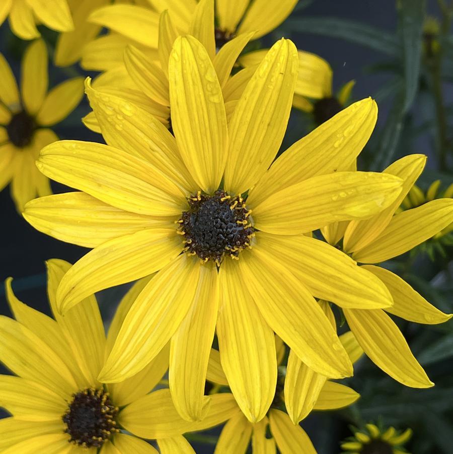 Helianthus Salicifolius Autumn Gold - View 1 from www redcrocus com