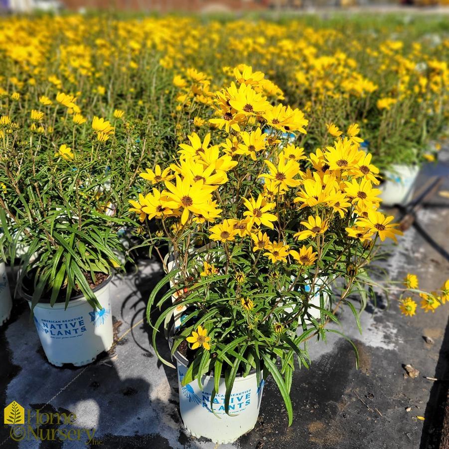 Helianthus Salicifolius Autumn Gold - View 2 from www redcrocus com