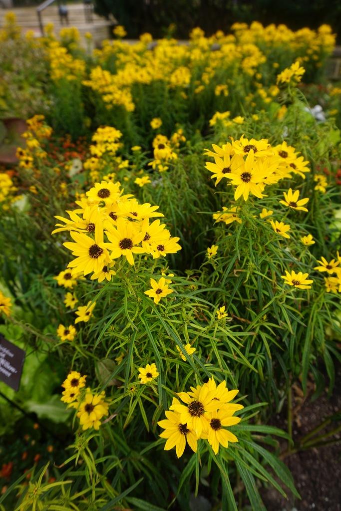 Helianthus Salicifolius Autumn Gold - View 3 from www redcrocus com