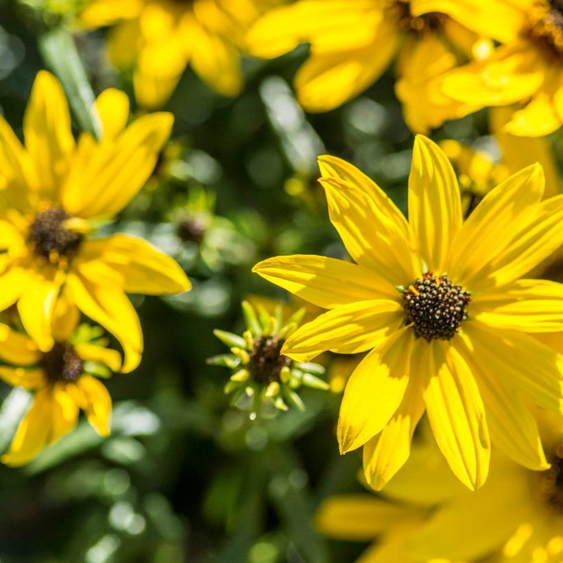 Helianthus Salicifolius Autumn Gold - View 4 from www redcrocus com