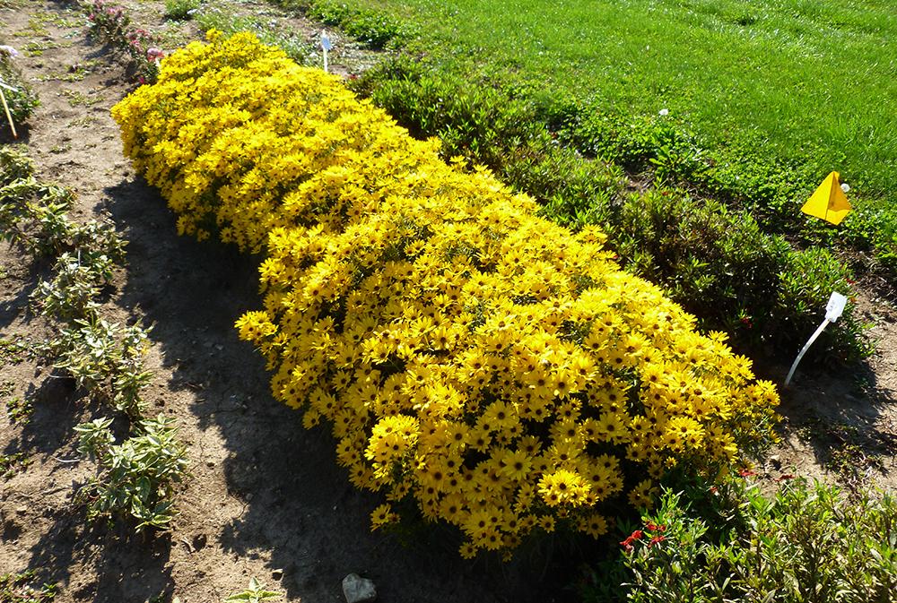 Helianthus Salicifolius Autumn Gold - View 5 from www redcrocus com