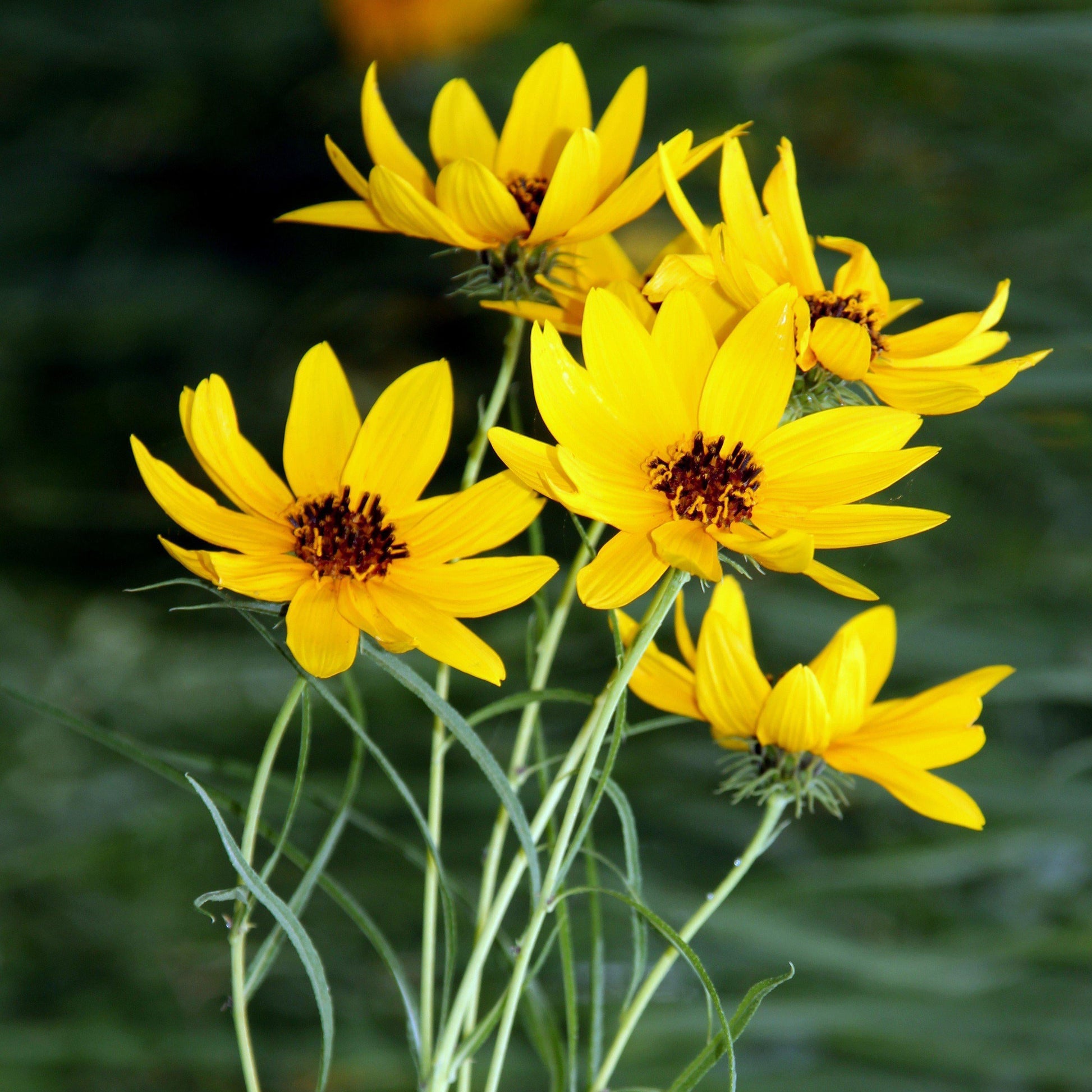 Helianthus Salicifolius Autumn Gold - View 7 from www redcrocus com