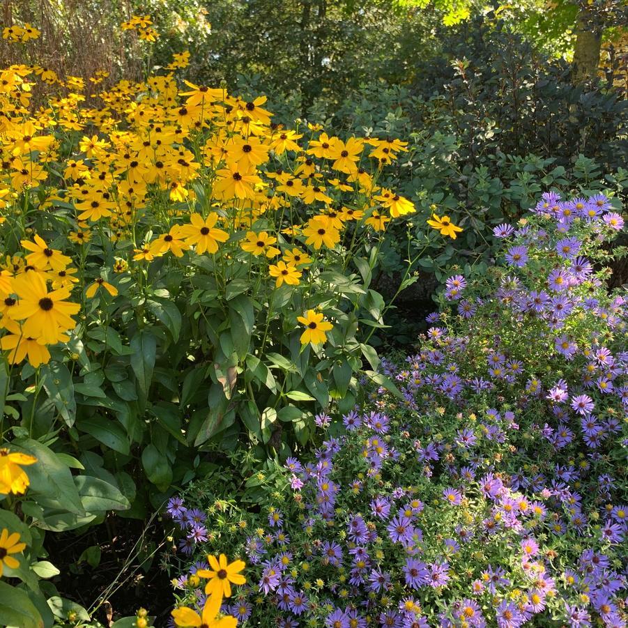 Helianthus Salicifolius Autumn Gold - View 8 from www redcrocus com