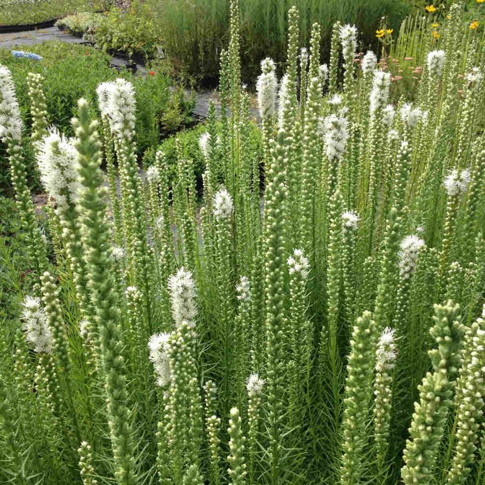 Liatris Spicata Floristan White - View 11 from www redcrocus com