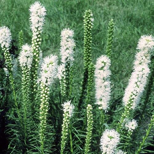 Liatris Spicata Floristan White - View 12 from www redcrocus com