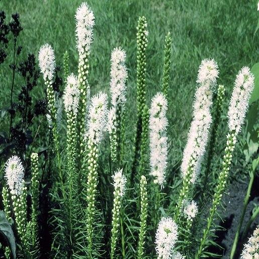 Liatris Spicata Floristan White - View 13 from www redcrocus com
