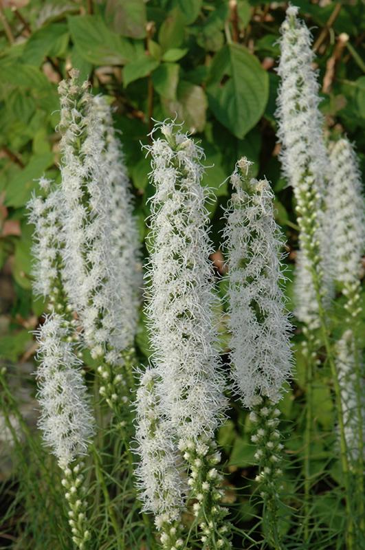 Liatris Spicata Floristan White - View 14 from www redcrocus com