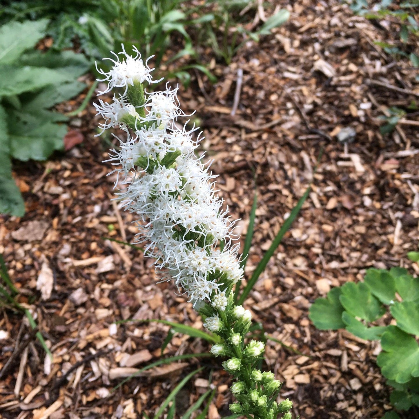 Liatris Spicata Floristan White - View 19 from www redcrocus com