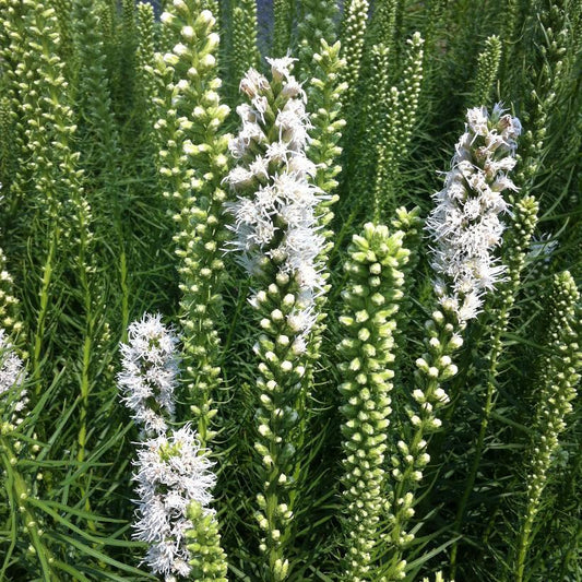 Liatris Spicata Floristan White - View 1 from www redcrocus com