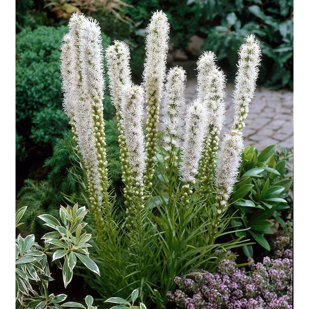Liatris Spicata Floristan White - View 2 from www redcrocus com