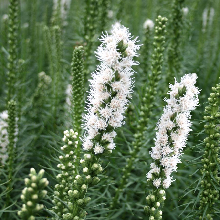 Liatris Spicata Floristan White - View 4 from www redcrocus com