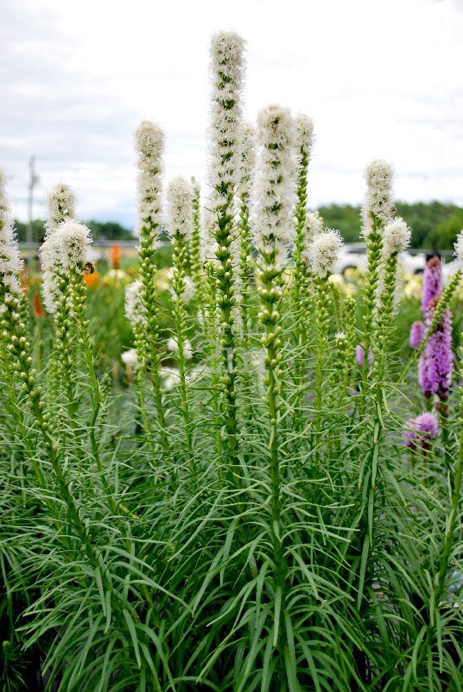Liatris Spicata Floristan White - View 5 from www redcrocus com