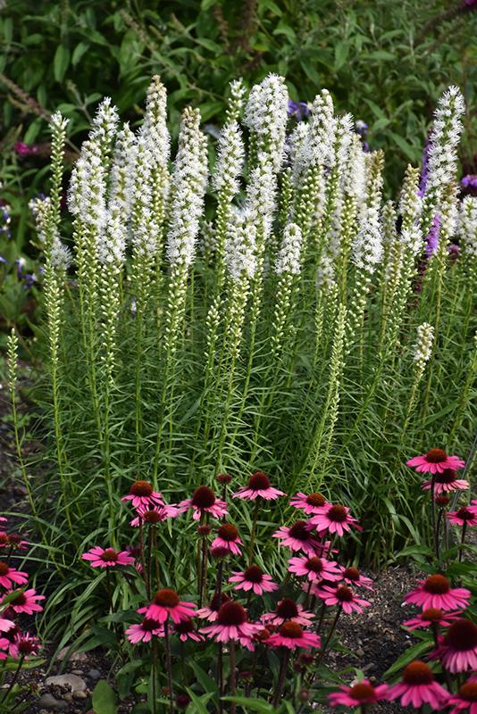 Liatris Spicata Floristan White - View 9 from www redcrocus com