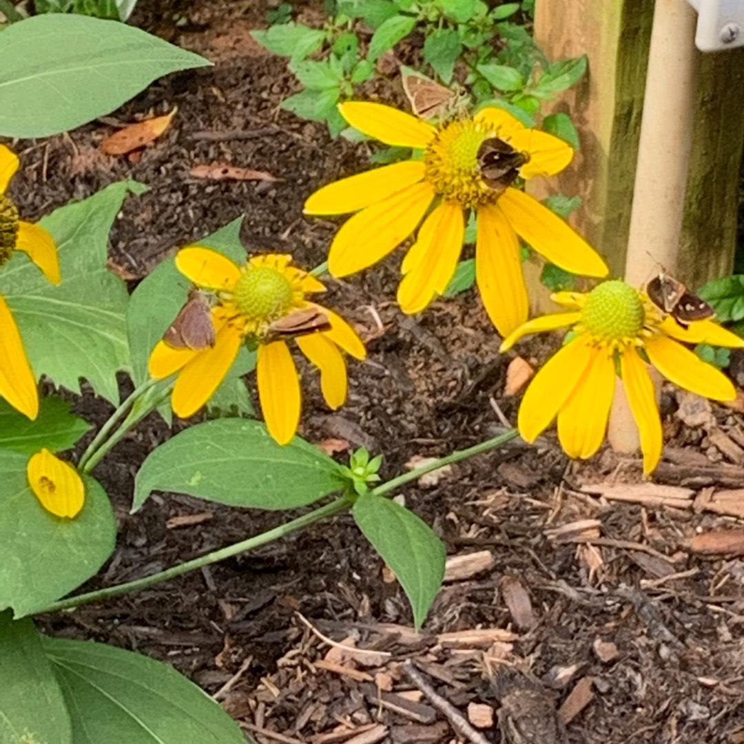 Rudbeckia Laciniata Autumn Sun - View 12 from www redcrocus com
