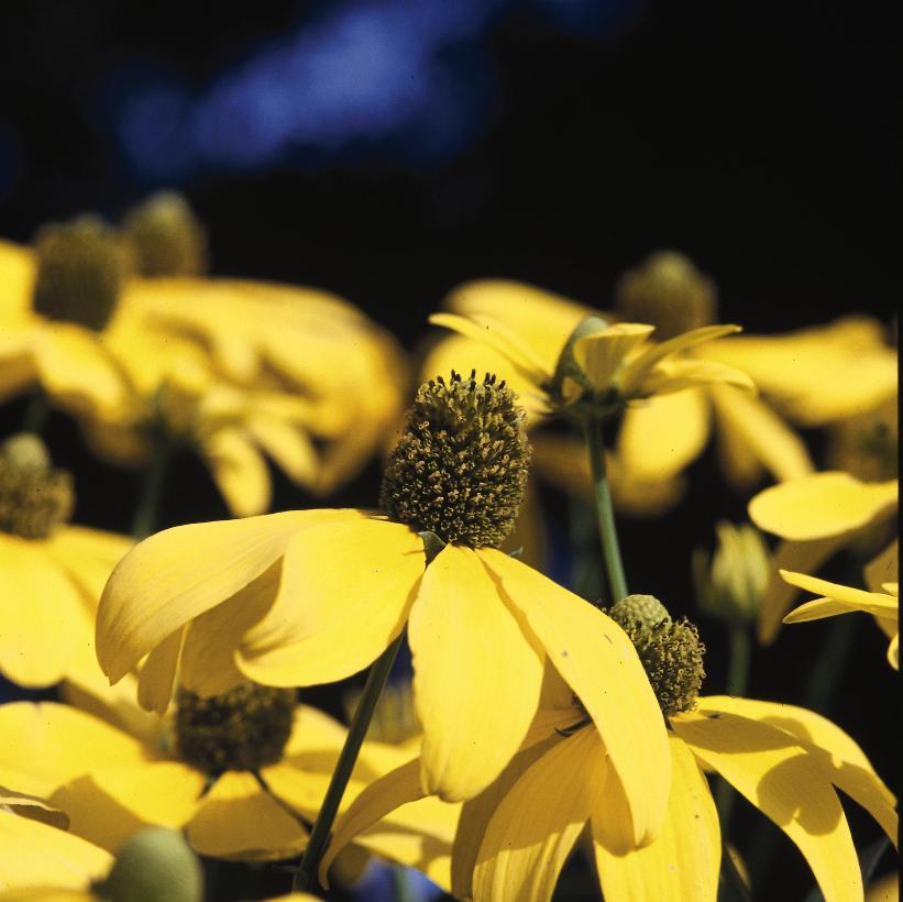Rudbeckia Laciniata Autumn Sun - View 14 from www redcrocus com