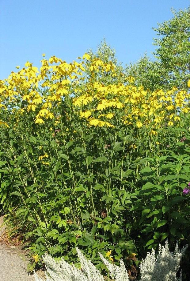 Rudbeckia Laciniata Autumn Sun - View 16 from www redcrocus com