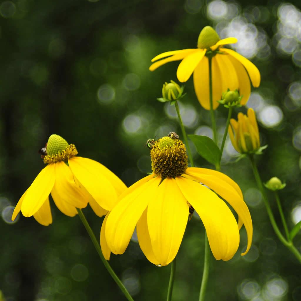 Rudbeckia Laciniata Autumn Sun - View 17 from www redcrocus com