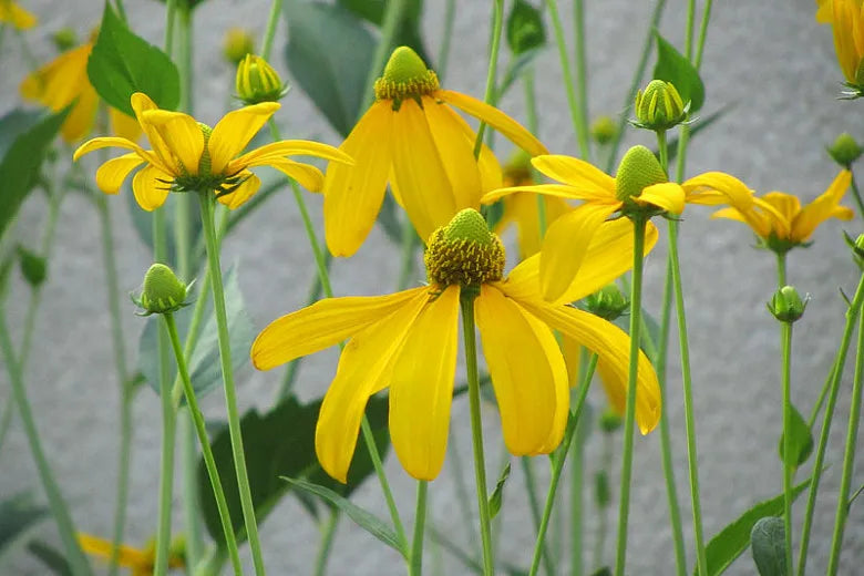 Rudbeckia Laciniata Autumn Sun - View 19 from www redcrocus com