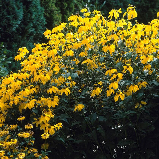 Rudbeckia Laciniata Autumn Sun - View 1 from www redcrocus com