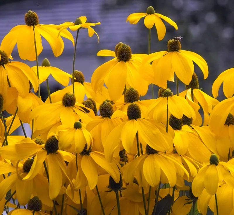 Rudbeckia Laciniata Autumn Sun - View 2 from www redcrocus com