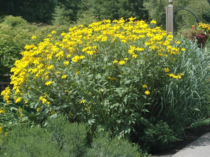 Rudbeckia Laciniata Autumn Sun - View 3 from www redcrocus com