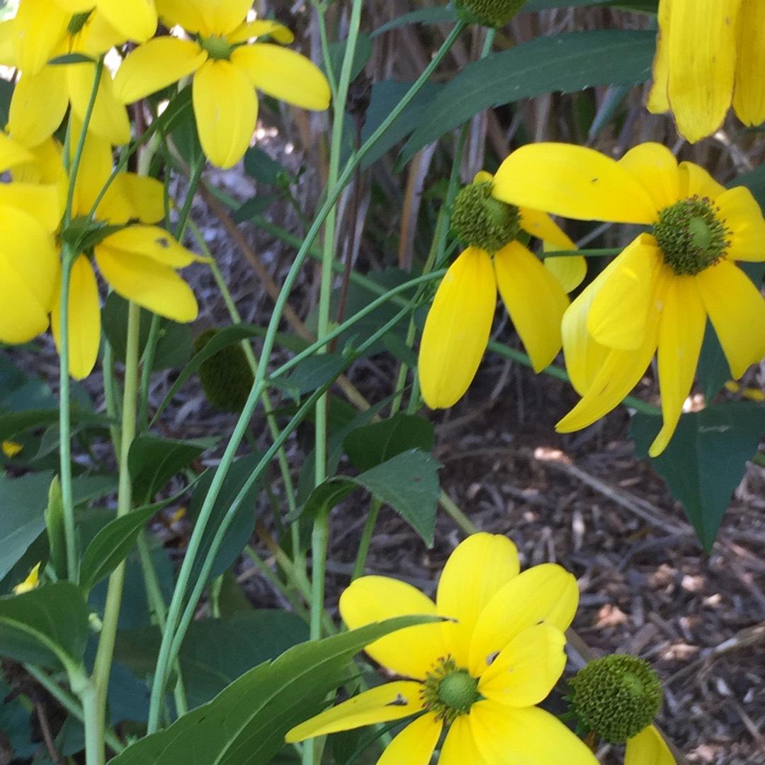 Rudbeckia Laciniata Autumn Sun - View 4 from www redcrocus com