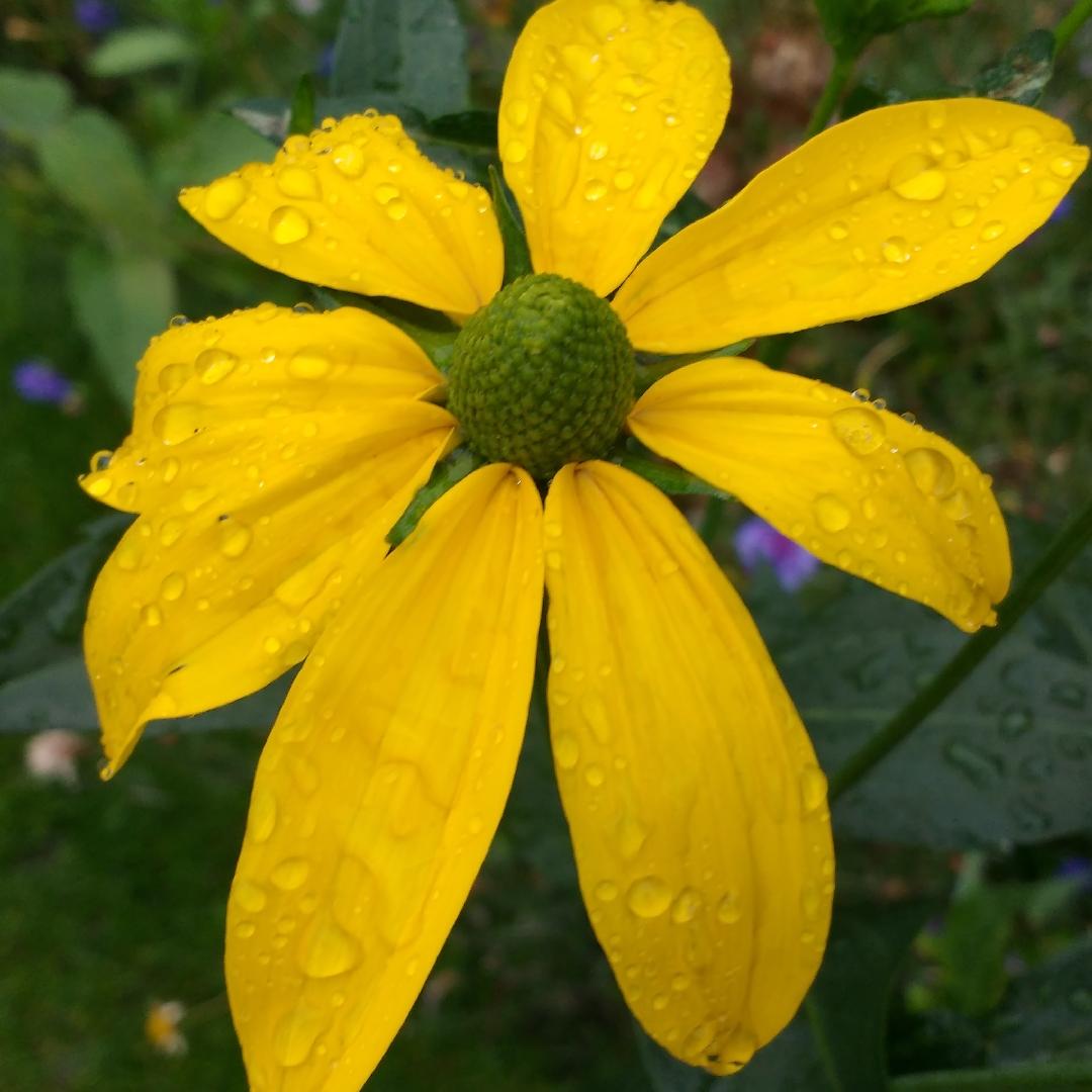 Rudbeckia Laciniata Autumn Sun - View 8 from www redcrocus com
