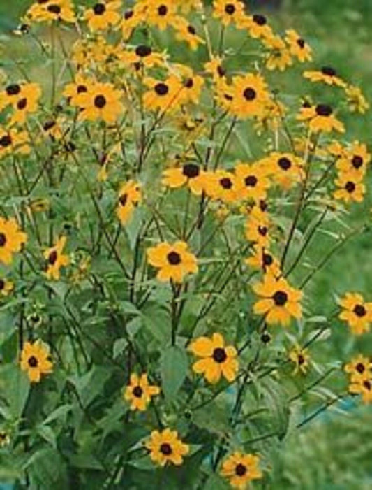 Rudbeckia Triloba - View 10 from www redcrocus com