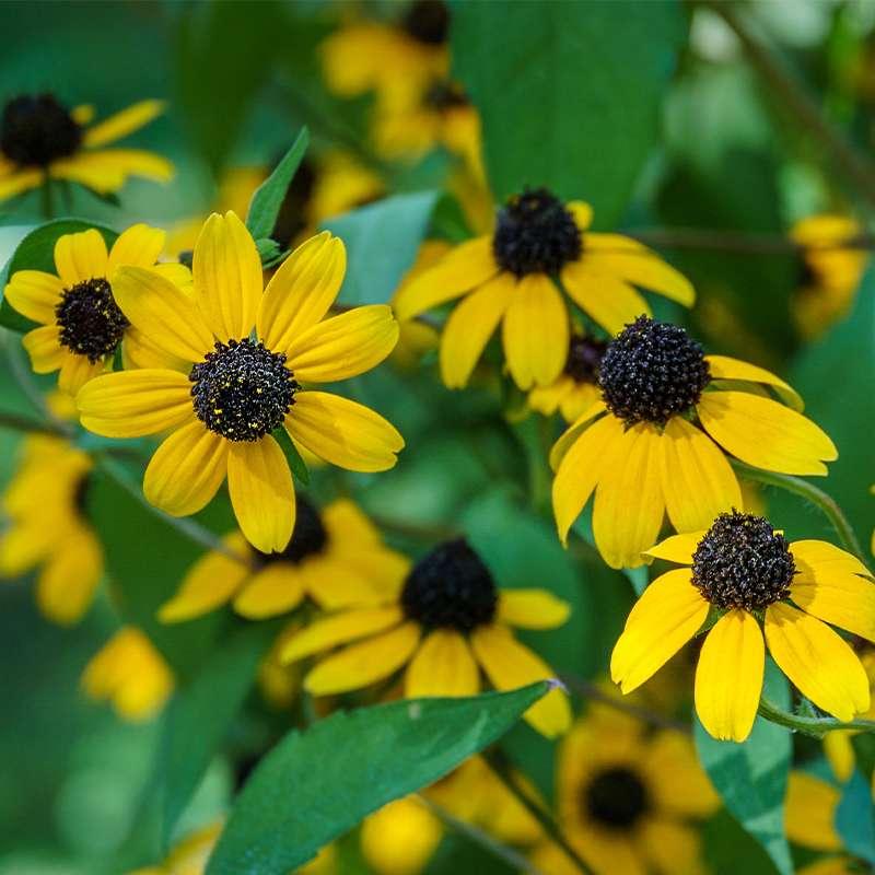 Rudbeckia Triloba - View 11 from www redcrocus com