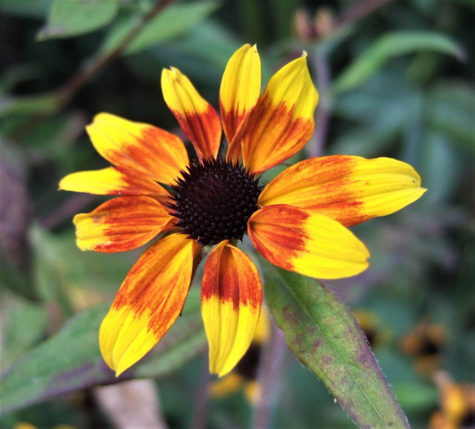 Rudbeckia Triloba - View 13 from www redcrocus com