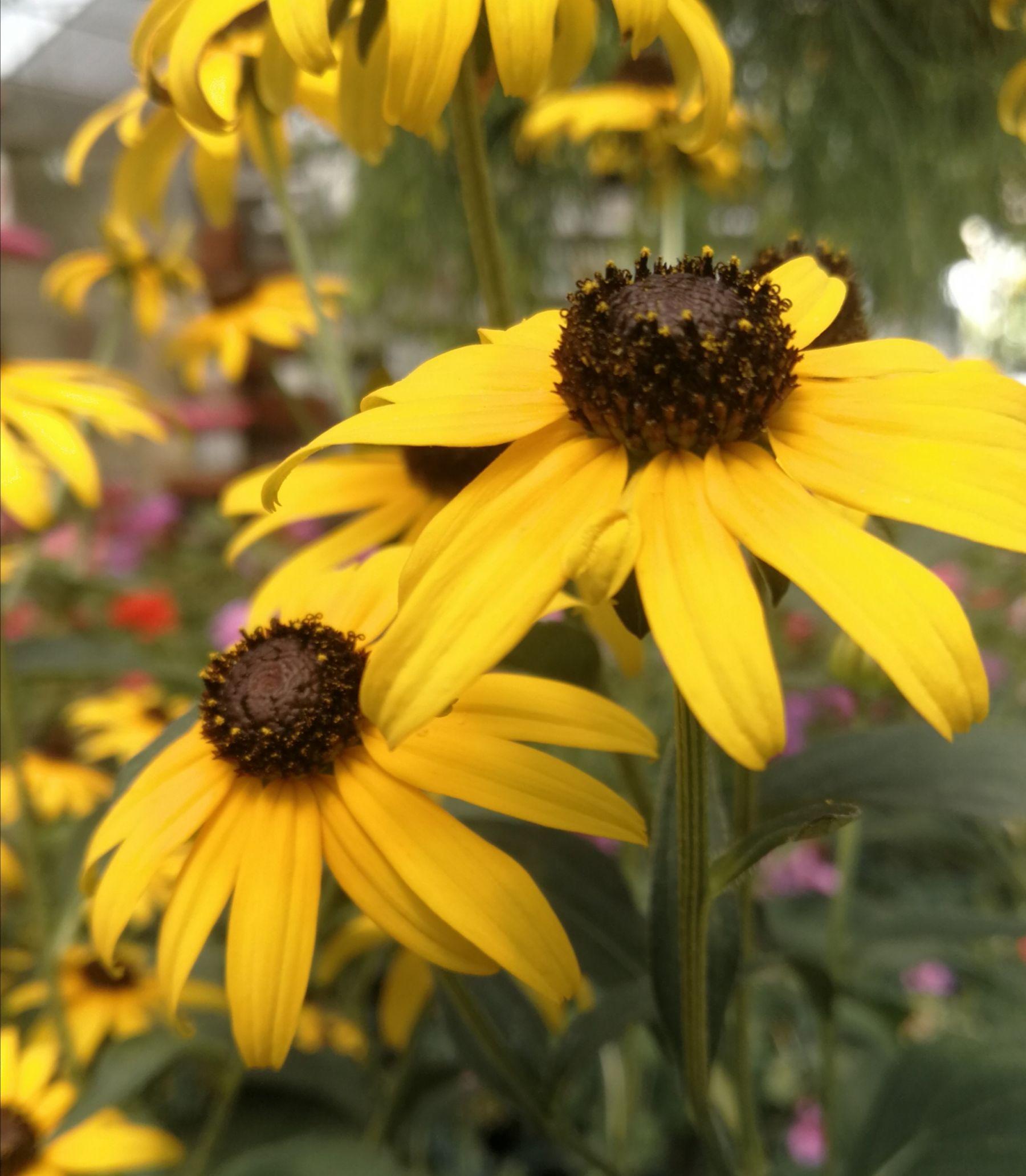 Rudbeckia Triloba - View 16 from www redcrocus com