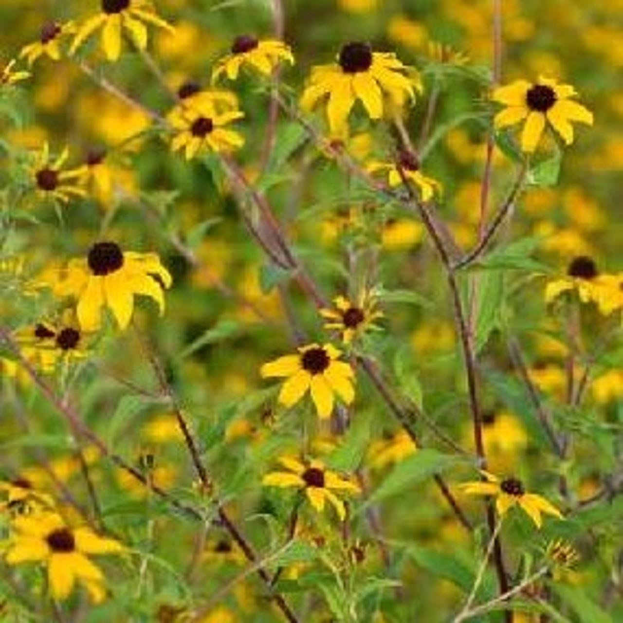 Rudbeckia Triloba - View 18 from www redcrocus com