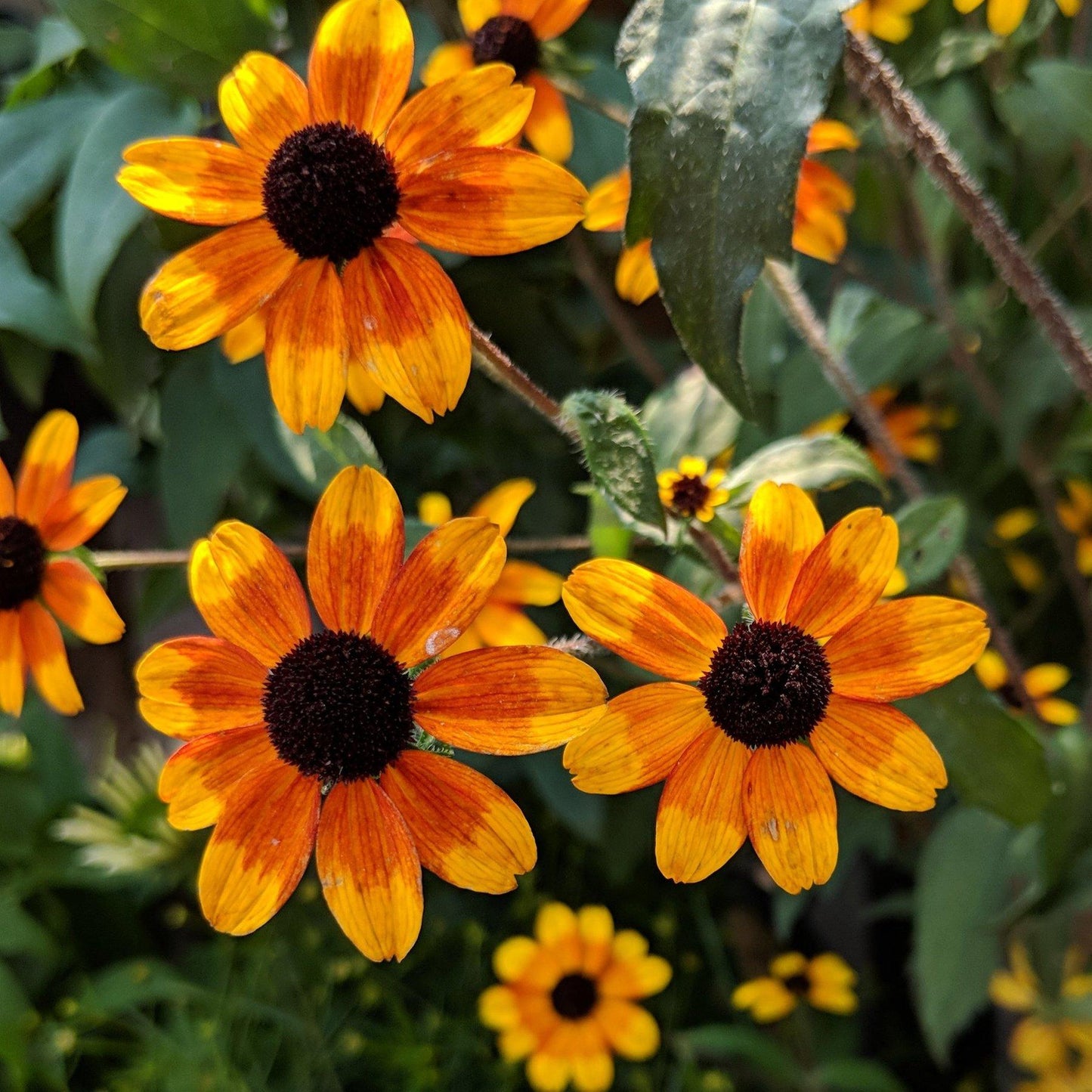 Rudbeckia Triloba - View 2 from www redcrocus com