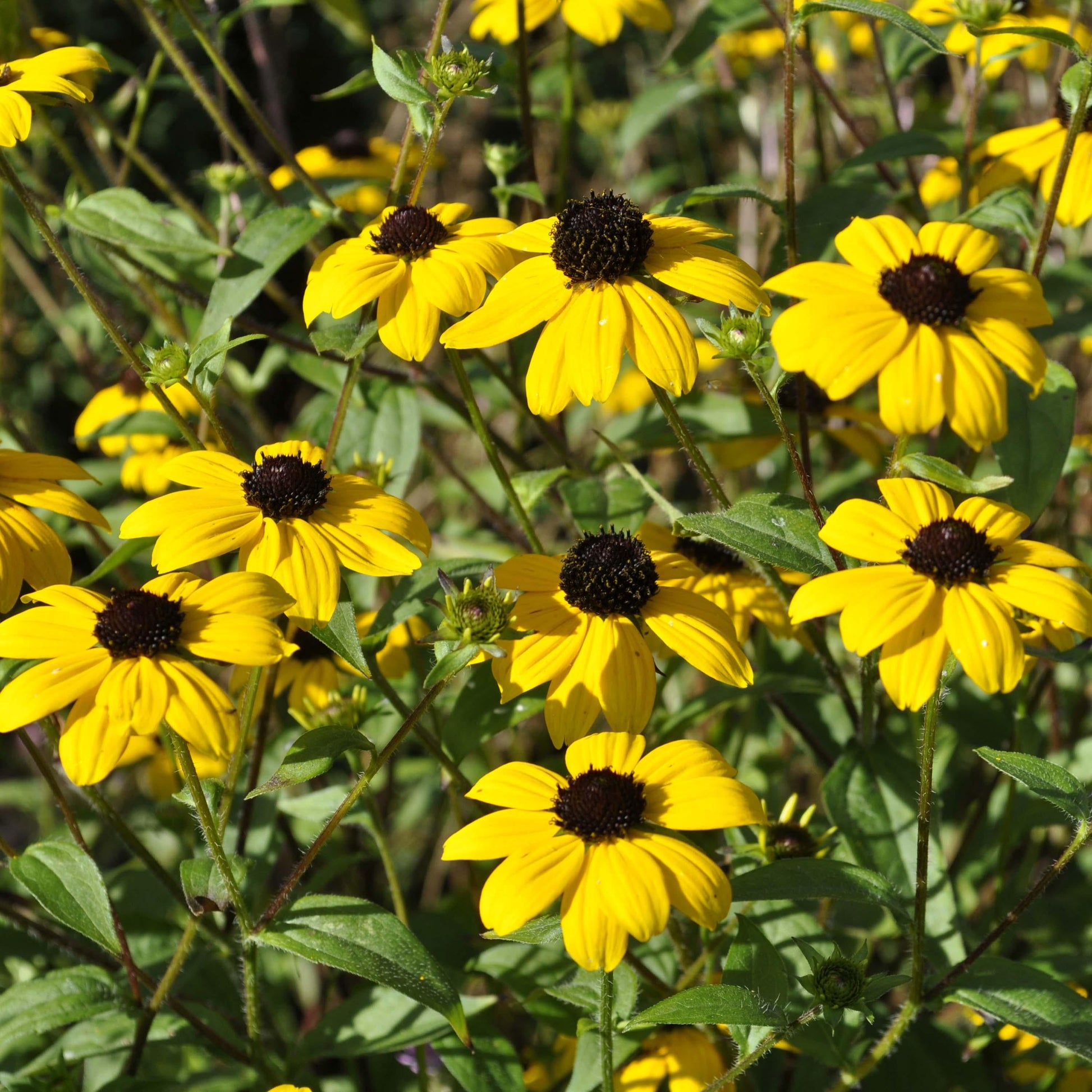 Rudbeckia Triloba - View 3 from www redcrocus com