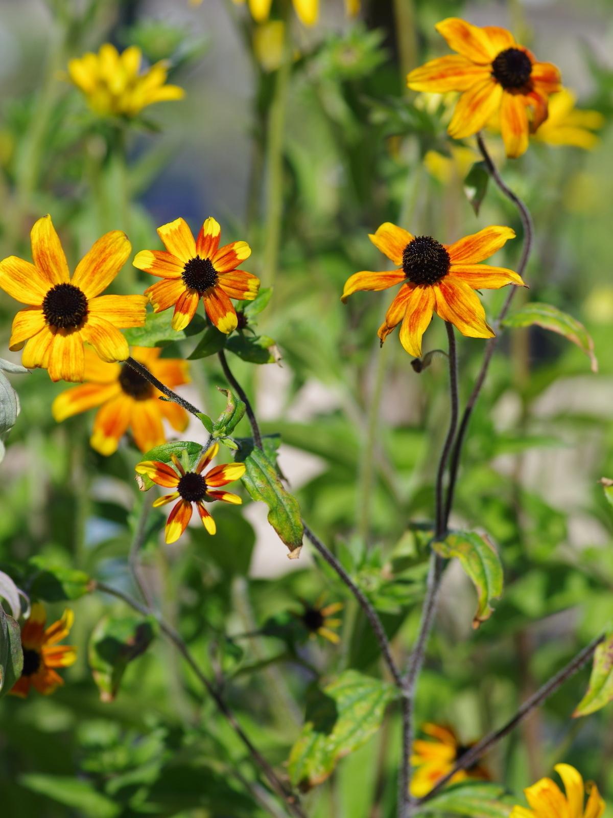 Rudbeckia Triloba - View 4 from www redcrocus com