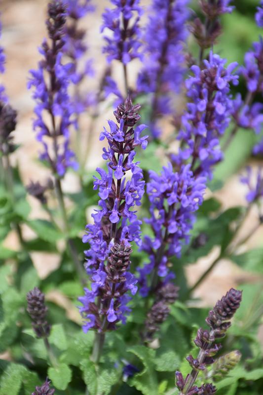 Salvia Nemorosa Spring King - View 1 from www redcrocus com