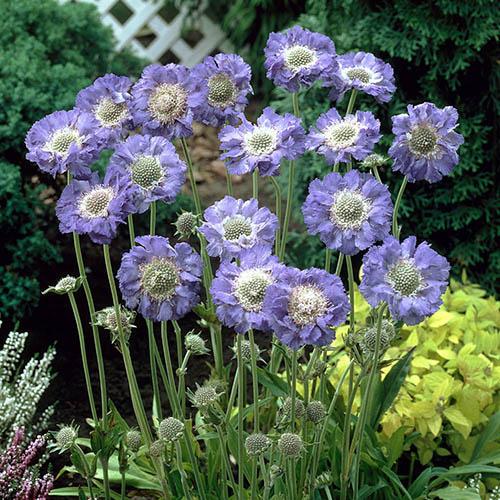 Scabiosa Caucasica Fama Blue - View 1 from www redcrocus com